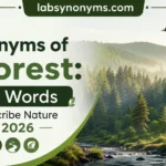 Synonyms for Forest